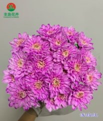 Dyed Spray Chrysanthemums Altay-Light Rose
