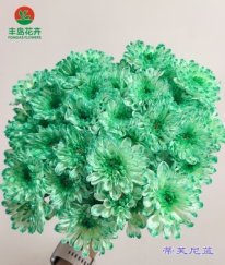 Dyed Spray Chrysanthemums Altay-Tiffany Blue