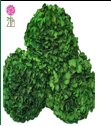 Preserved Hydrangeas Green