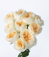 Rose-Butter Cup